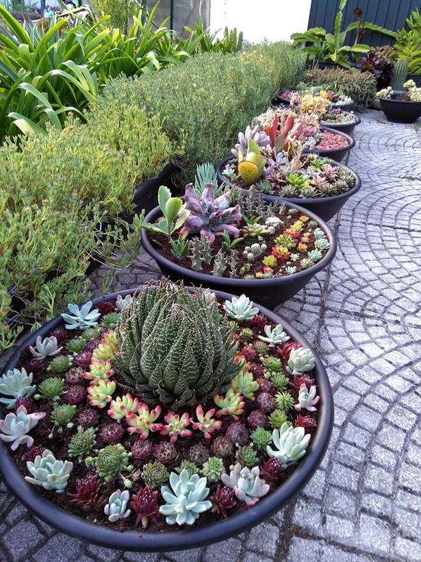 succulent-garden-ideas-16_8 Сочни градински идеи
