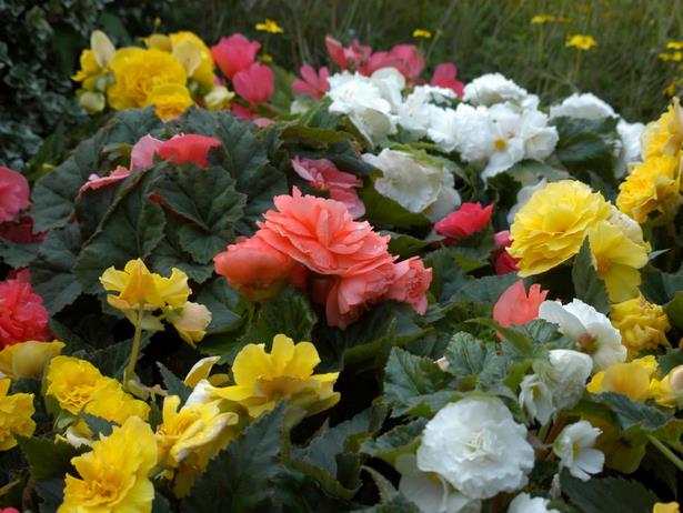 summer-flowers-for-pots-13 Летни цветя за саксии