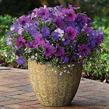 summer-flowers-for-pots-13 Летни цветя за саксии