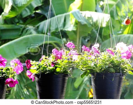 summer-flowers-for-pots-13_6 Летни цветя за саксии
