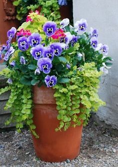 summer-flowers-for-pots-13_8 Летни цветя за саксии