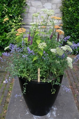 summer-garden-pot-ideas-40_13 Лятна градина саксия идеи