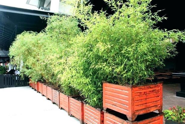 tall-container-gardening-ideas-96_4 Висок контейнер градинарство идеи