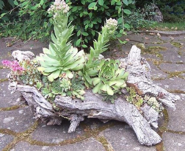 tree-stump-flower-pots-00_9 Дърво пън саксии за цветя