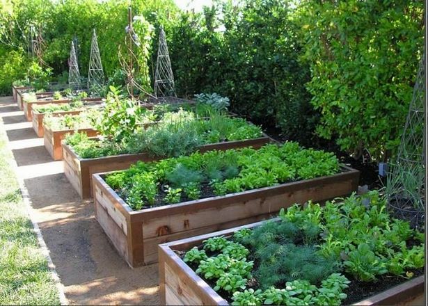 veggie-garden-beds-12_12 Вегетариански градински легла