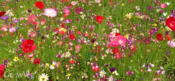 wildflower-garden-ideas-90_10 Идеи за градина с диви цветя