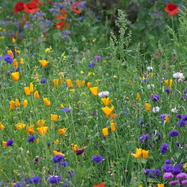 wildflower-garden-ideas-90_11 Идеи за градина с диви цветя