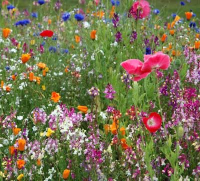 wildflower-garden-ideas-90_12 Идеи за градина с диви цветя