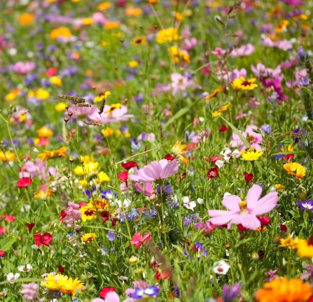 wildflower-garden-ideas-90_13 Идеи за градина с диви цветя