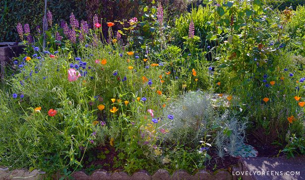 wildflower-garden-ideas-90_16 Идеи за градина с диви цветя