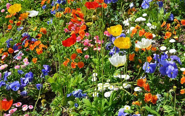 wildflower-garden-ideas-90_3 Идеи за градина с диви цветя