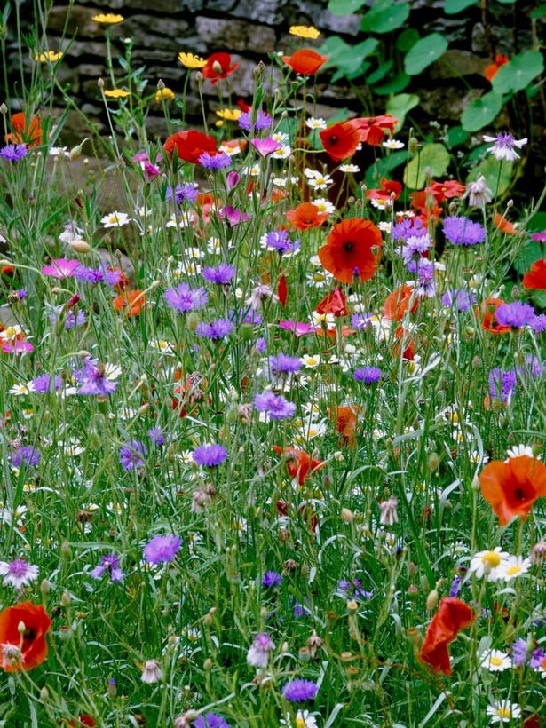 wildflower-garden-ideas-90_6 Идеи за градина с диви цветя