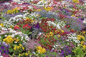 wildflower-garden-ideas-90_7 Идеи за градина с диви цветя