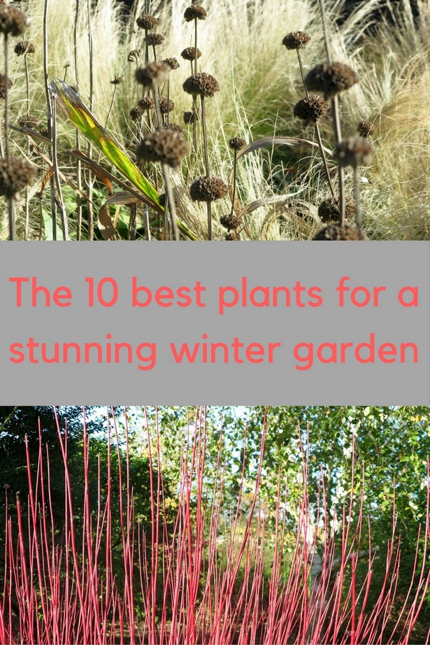 winter-garden-ideas-14_10 Идеи за зимна градина