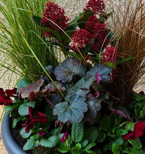 winter-plants-for-pots-93_17 Зимни растения за саксии