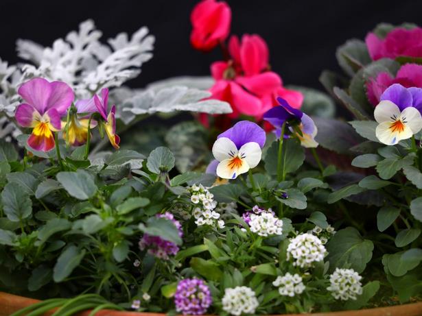winter-plants-for-pots-93_3 Зимни растения за саксии