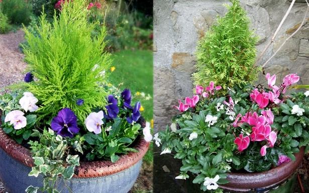 winter-plants-for-pots-93_9 Зимни растения за саксии