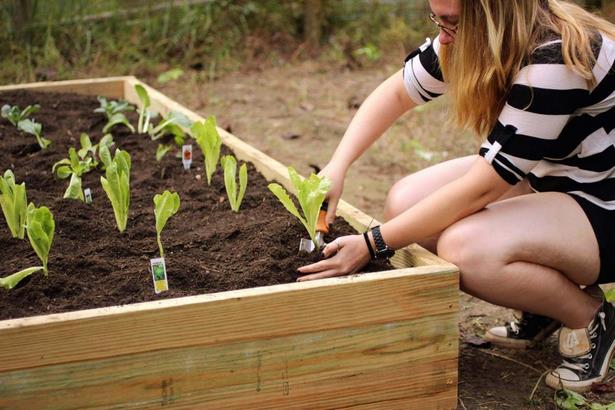wood-for-building-raised-beds-61 Дърво за изграждане на повдигнати легла