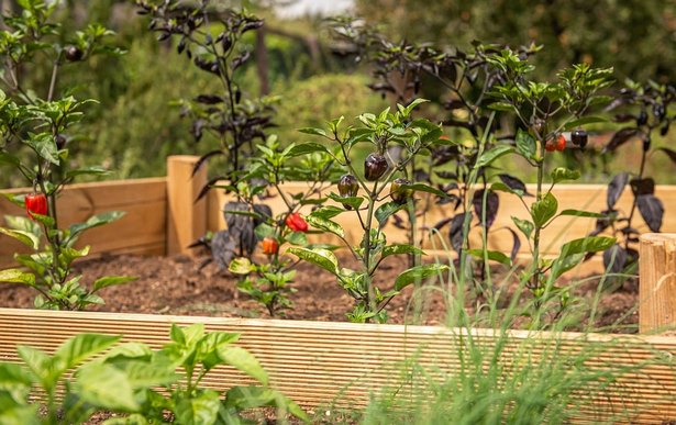 wood-for-building-raised-beds-61_3 Дърво за изграждане на повдигнати легла