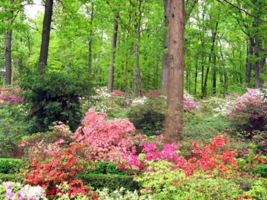 woodland-garden-ideas-04_5 Идеи за горски градини