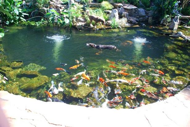 above-ground-fish-pond-ideas-79_10 Идеи за надземно рибно езерце