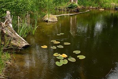 backyard-fish-pond-17_8 Заден двор рибно езерце