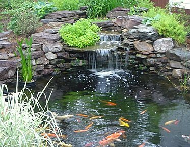 backyard-koi-fish-pond-95_10 Заден двор Кои риба езерце
