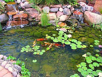 backyard-koi-fish-pond-95_11 Заден двор Кои риба езерце