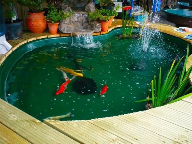 backyard-koi-fish-pond-95_16 Заден двор Кои риба езерце