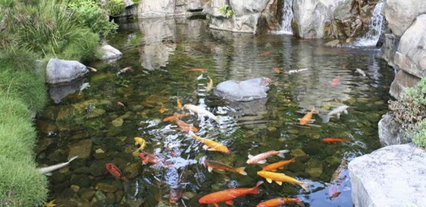 backyard-koi-fish-pond-95_6 Заден двор Кои риба езерце