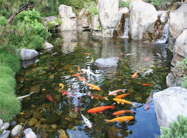 backyard-pond-fish-35_14 Заден двор езерце риба