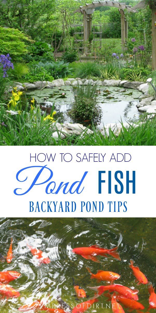 backyard-pond-fish-35_17 Заден двор езерце риба