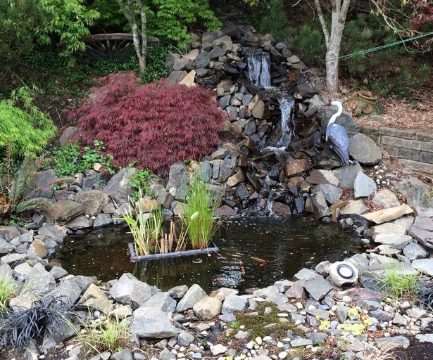 build-a-backyard-pond-and-waterfall-38_16 Изграждане на заден двор езерце и водопад