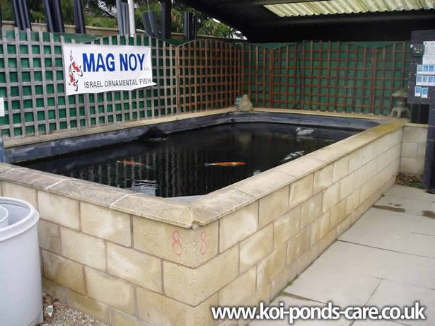 build-koi-fish-pond-69_9 Изграждане Кой риба езерце