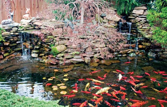building-a-small-koi-pond-40_4 Изграждане на малко езерце кои