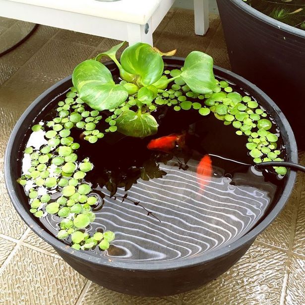 container-fish-pond-ideas-42_13 Контейнер риба езерце идеи
