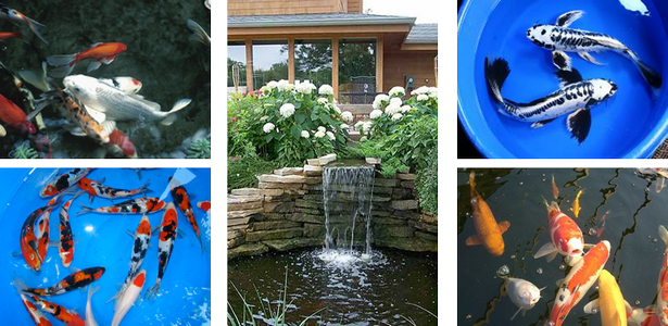 fish-pond-accessories-80 Риба езерце аксесоари