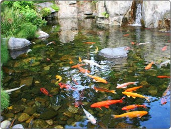 fish-pond-supplies-79_15 Рибно езерце консумативи