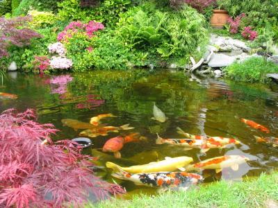 fish-pond-supplies-79_16 Рибно езерце консумативи