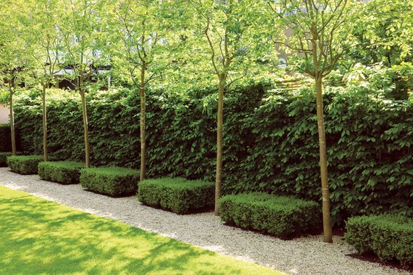 garden-hedge-designs-25 Градински хедж дизайни