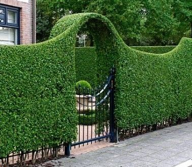 garden-hedge-designs-25_5 Градински хедж дизайни