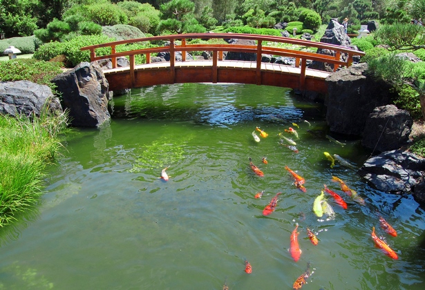 Градинско езерце риба