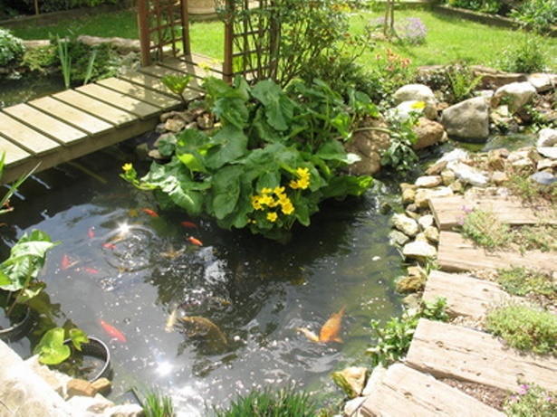 garden-pond-fish-44_4 Градинско езерце риба