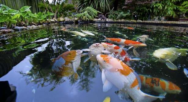 garden-pond-fish-44_7 Градинско езерце риба