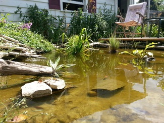 goldfish-pond-ideas-46_3 Идеи за езерце за златни рибки