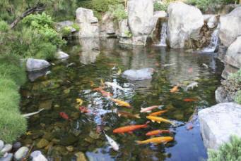 in-ground-fish-pond-33_15 В езерце за смлени риби