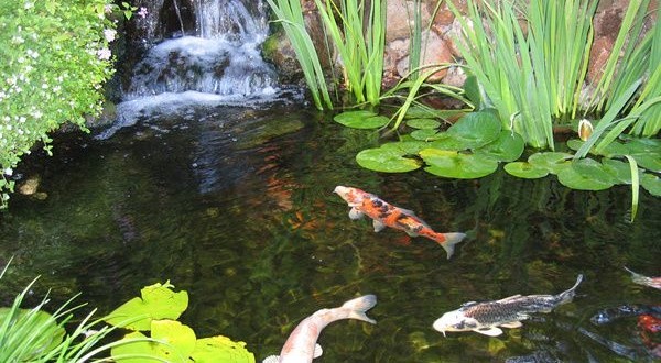 koi-fish-pond-ideas-80_2 Кои риба езерце идеи