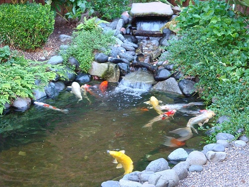 koi-pond-backyard-18 Кой езерце заден двор