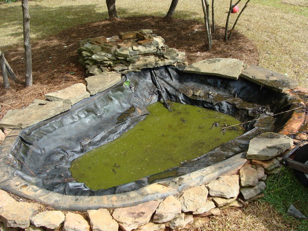 Кой езерце в задния двор