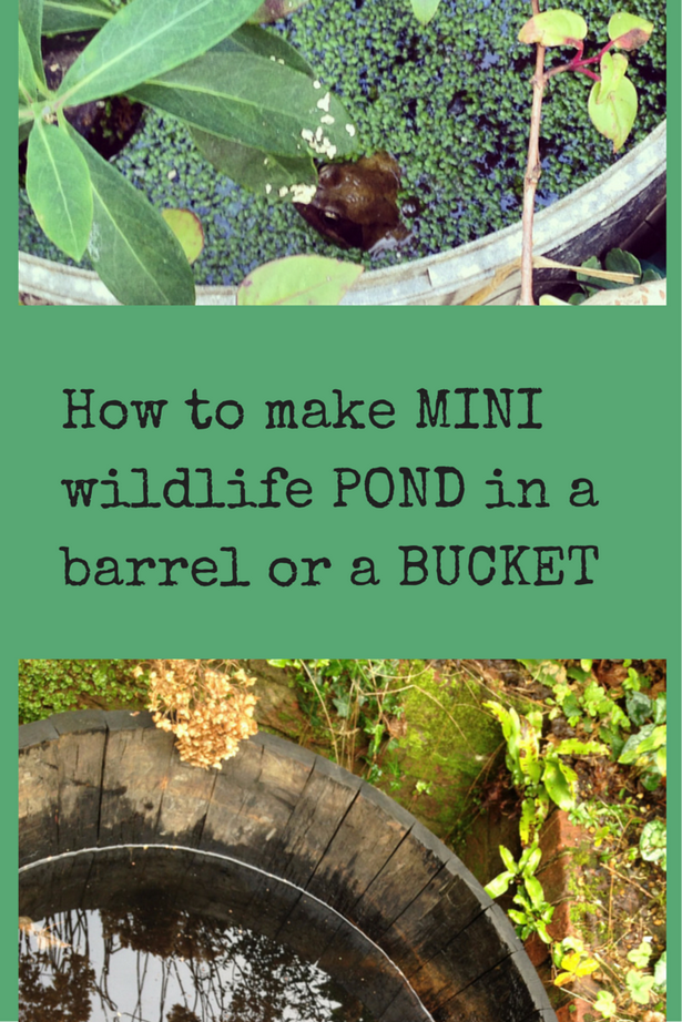 mini-pond-ideas-17 Мини езерце идеи